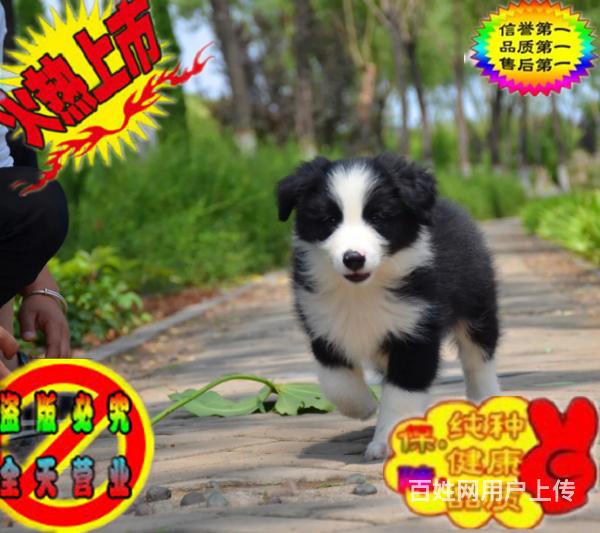 纯种高品质边牧幼犬出售 疫苗驱虫 保证健康可签协议的图片