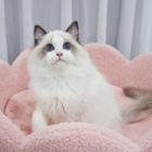 哪里有卖双色布偶猫的多少钱 布偶猫好养吗