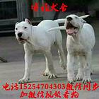 自家繁育精品杜高咬合力  纯种杜高犬价格优惠