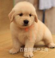 嘉兴【同城有门店】金毛幼犬价格嘉兴金毛幼犬