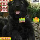出售高品质赛级直系一熊版高加索幼犬购买签协议保健康