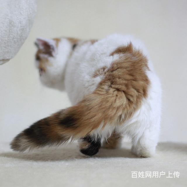 六安加菲猫养殖户◆加菲猫多少钱一个的图片
