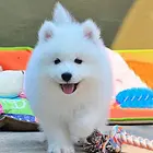 【CKU犬舍】常熟靠谱萨摩耶犬舍  上门自提