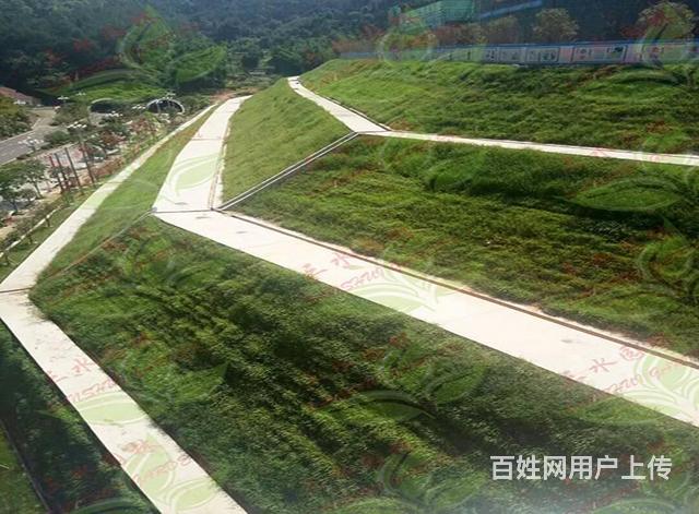 上门指导 高速公路边坡绿化喷播草籽