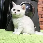 抚州附近哪里有银渐层卖◆猫场常年卖纯种银渐层