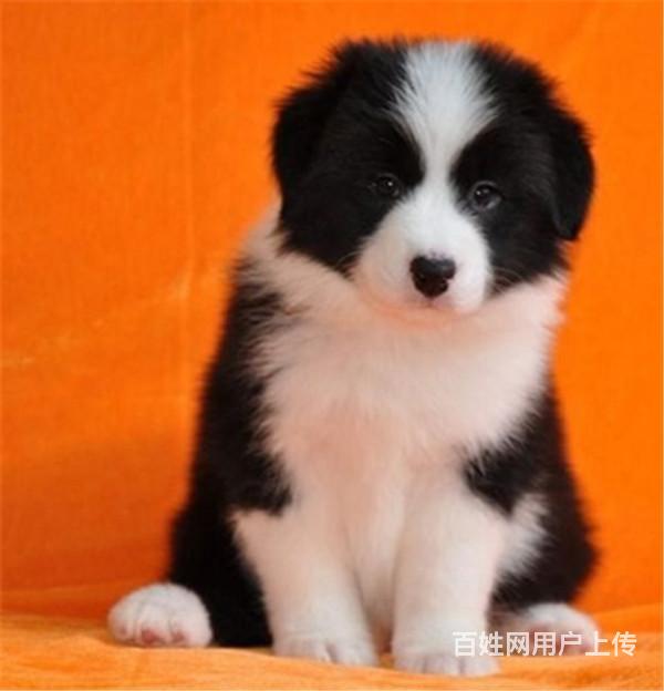 中卫 近边牧养殖场- 近边牧养殖场批发价格的图片