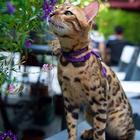 哪里有孟加拉豹猫卖的  孟加拉豹猫买卖