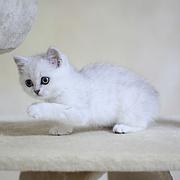 拉萨纯种小银渐层金渐层犬舍 正规猫舍家庭式繁育