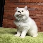 鹰潭纯种金吉拉猫舍 正规猫舍家庭式繁育