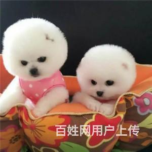 哈多利球体俊介博美犬 袖珍博美犬出售的图片