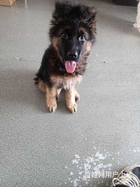 长毛牧羊犬幼犬出售的图片
