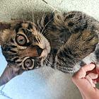 家猫