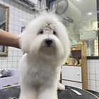 棉花面纱犬