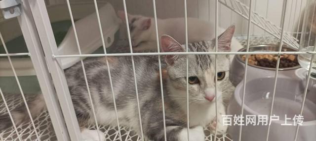 快来领养宠物猫咪的图片
