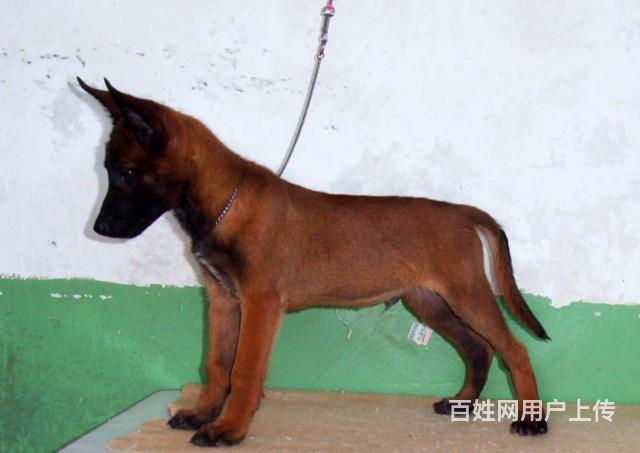 呼伦贝尔比较靠谱的卖马犬的地方联系方式的图片
