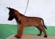 安庆可以养马犬吗？买只马犬多少钱