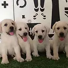 洛阳【*推荐】拉布拉多犬舍‖拉布拉多养殖场