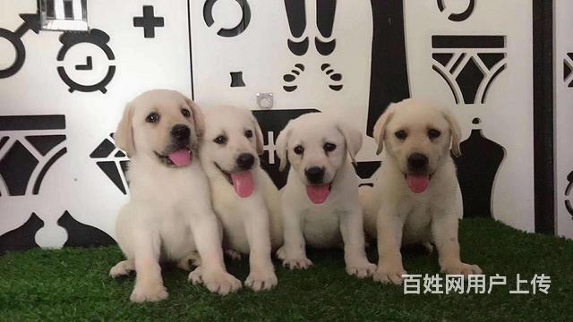 吕梁优质拉布拉多如何挑选，优质拉布拉多多少钱一个的图片