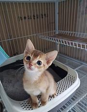 泉州小鹿色阿比西尼亚猫出售活泼可爱保健康