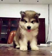 兴安纯种阿拉斯加去哪儿卖▲纯种阿拉斯加犬舍