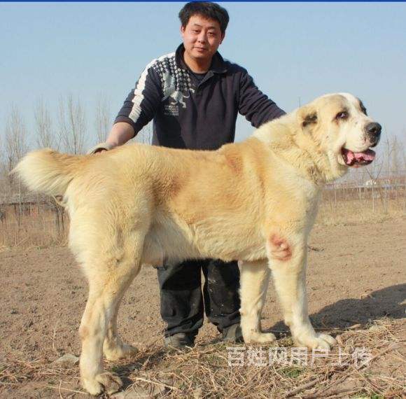 [中亚牧羊犬]什么价格 正宗爆头中亚牧羊犬幼崽 中亚牧羊犬幼