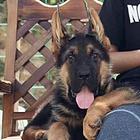 德牧牧羊犬纯种