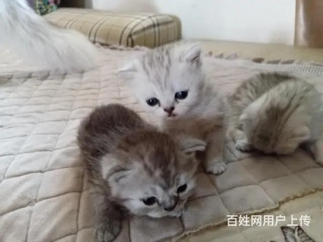 自家喂养折耳猫！的图片