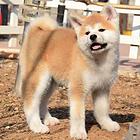售秋田幼犬 日本秋田公狗 看护犬多只待选