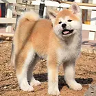 纯种秋田幼犬出售 纯种秋田价格 赛级秋田好养吗