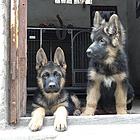 精品德国牧羊犬、黑神、千万等名犬血系、可视频