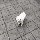 绝对私人家养小比熊