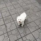 绝对私人家养小比熊
