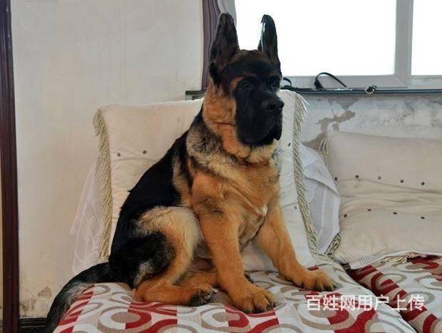 纯种锤系德牧 北京德牧幼犬多少钱一只