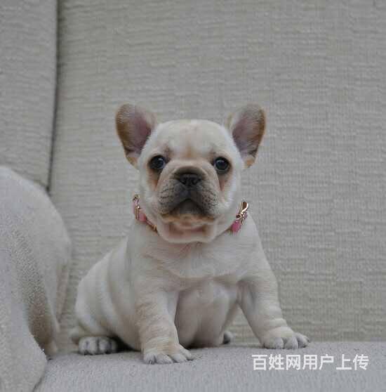 纯种法国斗牛犬 顶级法斗虎皮、奶油的图片