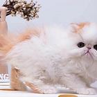 异长波斯猫多少钱一只 纯种幼猫 图片价格