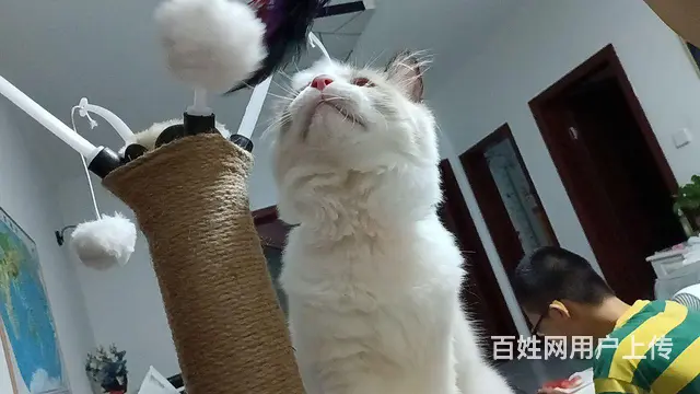 开脸很正的海双公布偶的图片