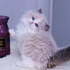 陕西咸阳纯种双血统布偶猫猫舍直销