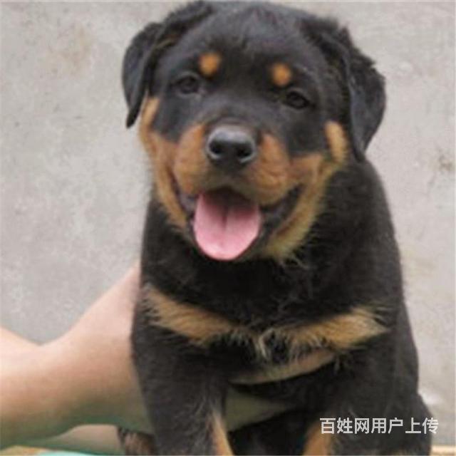 通辽卖罗威纳的基地 哪里有罗威纳交易市场的图片