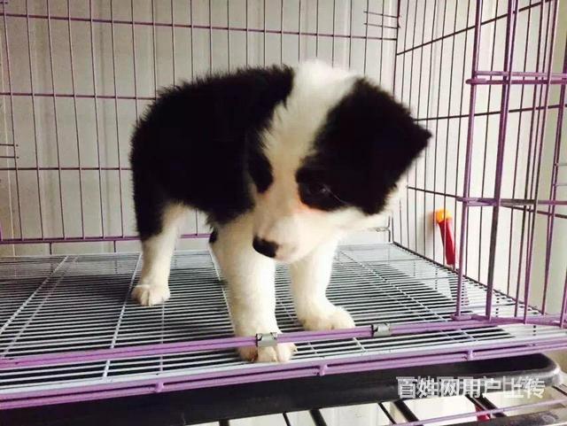 定西哪里卖卡斯罗狗狗【卡斯罗犬舍】地址的图片