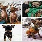 大理小鹿犬上哪里看，小鹿犬什么价位卖小鹿犬狗场，繁殖小鹿犬狗