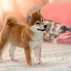 长春柴犬现货可挑 柴犬价格一般多少柴犬好养吗图