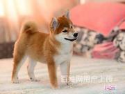 嘉兴柴犬现货可挑 柴犬价格一般多少柴犬好养吗图