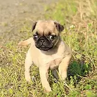 抚州巴哥犬舍基地常年出售纯种巴哥双血巴哥幼犬