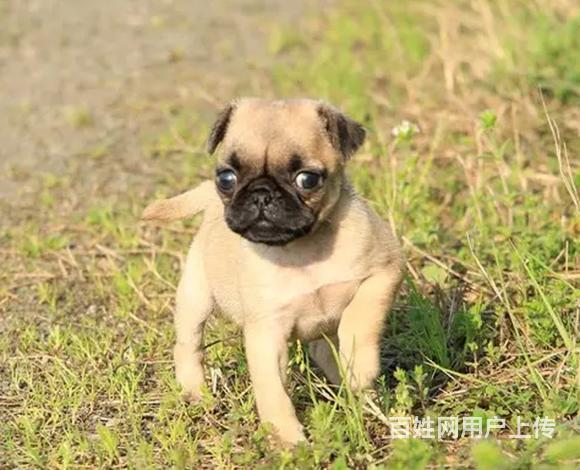 威海哪儿有纯种巴哥犬出生，纯种巴哥犬价位表的图片