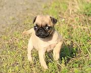 嘉兴哪儿有纯种巴哥犬出生，纯种巴哥犬价位表
