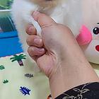 博美小公出售