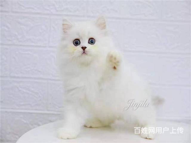 赣州本地靠谱猫舍有没有金吉拉猫?金吉拉多少钱?