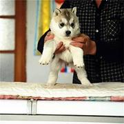 黄石正规哈士奇犬舍地点联系方式