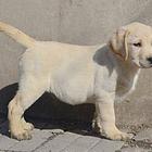 纯拉布拉多犬舍 拉布拉多犬 赛级拉布拉多 拉布拉多