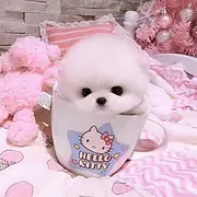 纯种博美 血统纯正 健康漂亮 质保终身